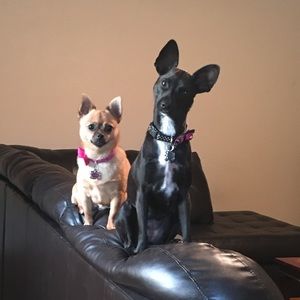 Meet your Posher, Tony